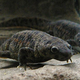 Image for article titled This Newt Stabs People Through Its Own Skin So We Sent It To Space